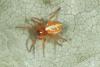 Hypsosinga sanguinea
